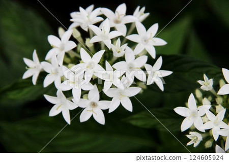 白色的pentas 124605924