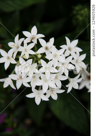 白色的pentas 124605926