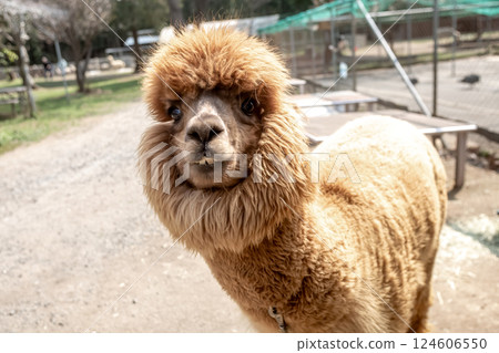 羊駝（駱駝科）有靈巧的嘴唇 124606550