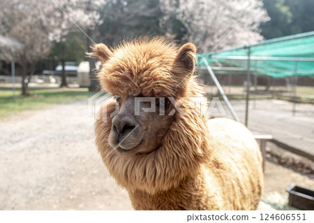 Alpaca (Camelidae) with dexterous lips Alpaca (Camelidae) with dexterous lips 124606551