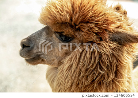 Alpaca (Camelidae) with dexterous lips 124606554