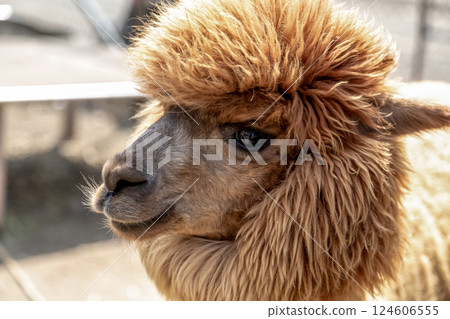 羊駝（駱駝科）有靈巧的嘴唇 124606555