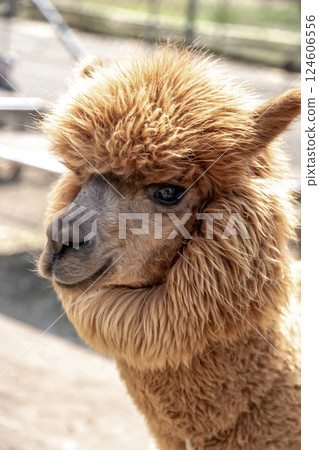 羊駝（駱駝科）有靈巧的嘴唇 124606556