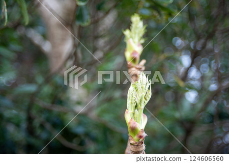 Cod buds herald the arrival of spring 124606560