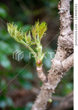 Cod buds herald the arrival of spring 124606561