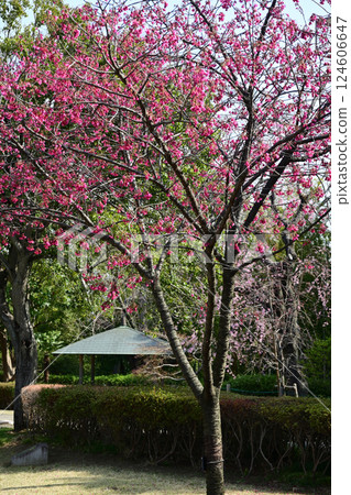 東城丘歷史公園的寒緋櫻和涼亭 124606647