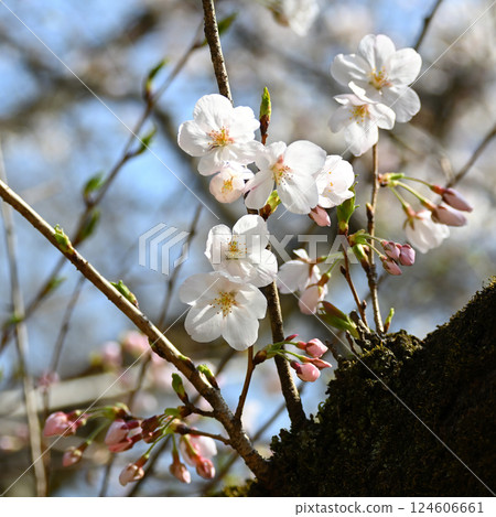 Cherry blossoms at Tojogaoka Historical Park Cherry blossoms at Tojogaoka Historical Park 124606661