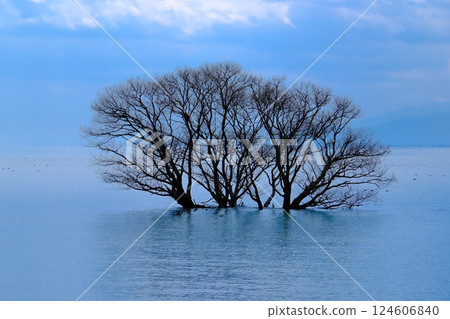 Submersible forest of Lake Biwa 124606840