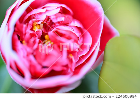Camellia close-up macro lens Camellia close-up macro lens 124606984