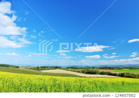Hokkaido blue sky and rape field scenery 124607002