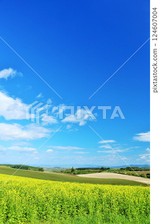 Hokkaido blue sky and rape field scenery 124607004