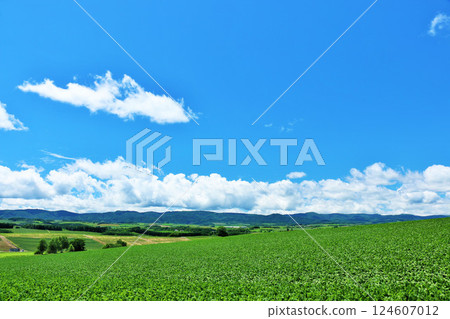 北海道夏天藍天和Biei風景 124607012
