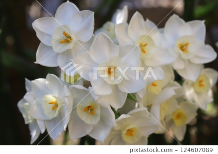 早春花園裡盛開的白色水仙花 早春花園裡盛開的白色水仙花 124607089