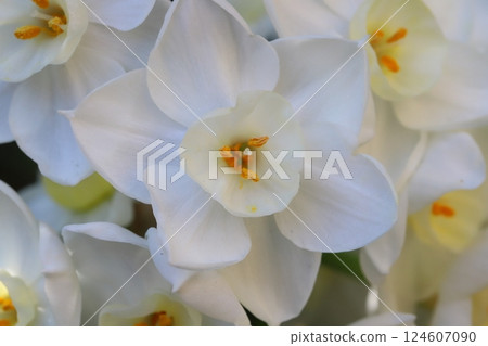 早春花園裡盛開的白色水仙花 早春花園裡盛開的白色水仙花 124607090