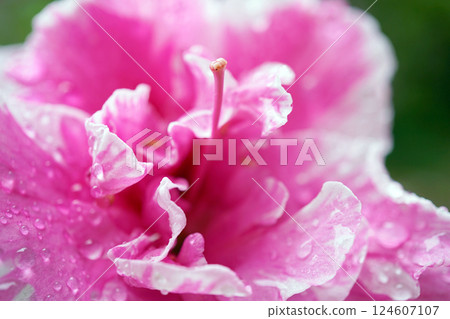 映山紅 映山紅 124607107