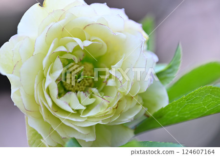 Christmas rose, white, layered flowers, macro lens Christmas rose, white, layered flowers, macro lens 124607164