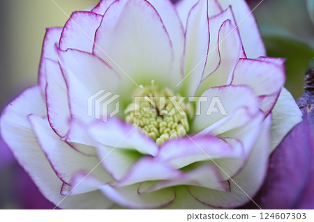 聖誕玫瑰，白色，分層花朵，微距鏡頭 124607303