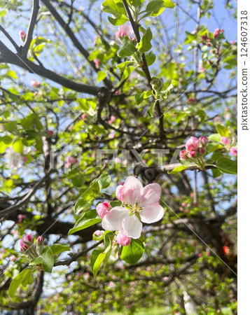 White blossoms on tree branches in sunlight. White blossoms on tree branches in sunlight. 124607318