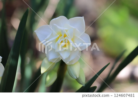早春花園中盛開的白色重瓣水仙花 早春花園中盛開的白色重瓣水仙花 124607481