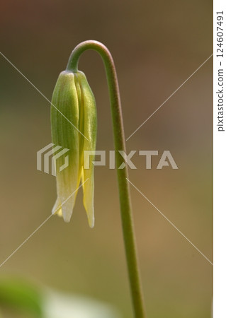 Flower buds of the yellow dogtooth violet Flower buds of the yellow dogtooth violet 124607491