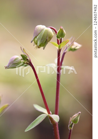 Columbine flower bud Columbine flower bud 124607492