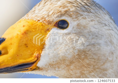 Swan visiting in spring in Hokkaido 124607533