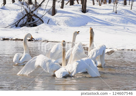 北海道春天裡一群天鵝一起歌唱 124607546