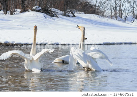 北海道春天裡一群天鵝一起歌唱 124607551