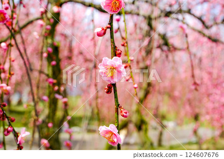 粉紅色的可愛梅花 124607676