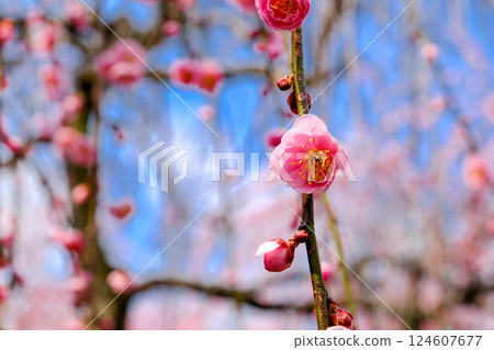 Pink cute plum blossoms 124607677