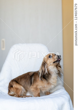 Kaninchen Dachshund Shayette Yellow 124607679