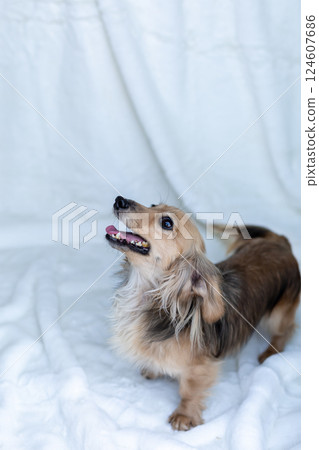 卡寧金臘腸犬 Shayette 黃色 124607686