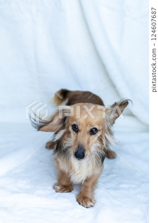 卡寧金臘腸犬 Shayette 黃色 卡寧金臘腸犬 Shayette 黃色 124607687