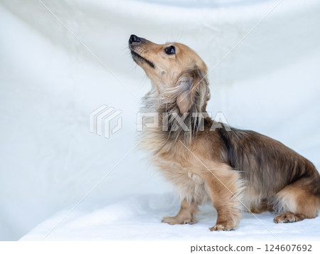 Kaninchen Dachshund Shayette Yellow 124607692