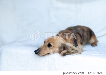 卡寧金臘腸犬 Shayette 黃色 卡寧金臘腸犬 Shayette 黃色 124607693