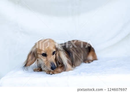 Kaninchen Dachshund Shayette Yellow 124607697