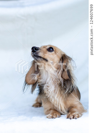 卡寧金臘腸犬 Shayette 黃色 124607699