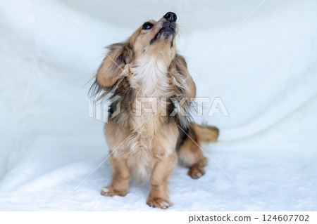 卡寧金臘腸犬 Shayette 黃色 124607702