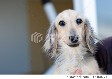 卡寧金臘腸犬 Shayette 黃色 卡寧金臘腸犬 Shayette 黃色 124607712