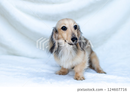卡寧金臘腸犬 Shayette 黃色 124607716