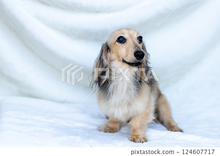 Kaninchen Dachshund Shayette Yellow Kaninchen Dachshund Shayette Yellow 124607717