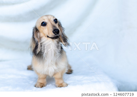 Kaninchen Dachshund Shayette Yellow 124607719