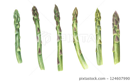 Watercolor fresh tender asparagus spears illustration clip art isolated background. Organic healthy edible stalk. Green shoots set or healthy eating, farm to table, vegan, and spring themed designs 124607990