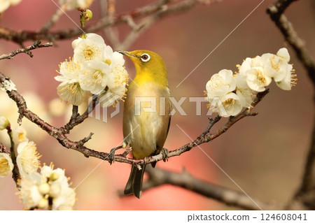 A white-eye came to the plum blossoms in search of nectar. A white-eye came to the plum blossoms in search of nectar. 124608041