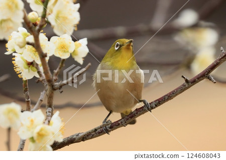 一隻繡眼鳥來到梅花上尋找花蜜。 124608043