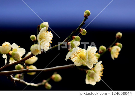 一隻繡眼鳥來到梅花上尋找花蜜。 124608044