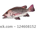Mangrove jack, a red fish that lives in the south, is becoming more common in Honshu. 124608152