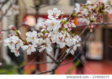 Flower Michi Flower Michi 124608273