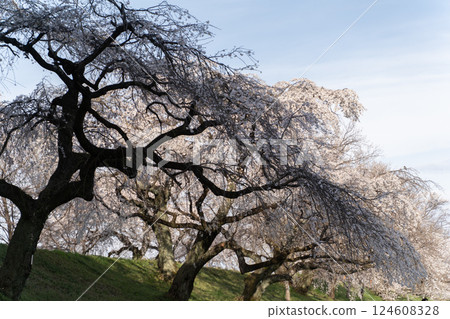A beautiful avenue lined with stately weeping cherry trees① A beautiful avenue lined with stately weeping cherry trees① 124608328