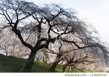 A beautiful avenue lined with stately weeping cherry trees③ 124608330